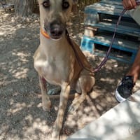 UNICA, chienne à adopter