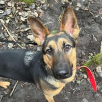 Hope, suczka do adopcji