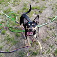 Shadow, pies do adopcji