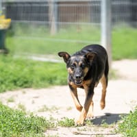 Zelma, suczka do adopcji