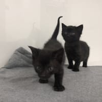 Zmora, kotka do adopcji