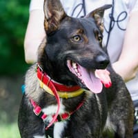 Dyzio, pies do adopcji