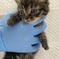 Harry, kot do adopcji