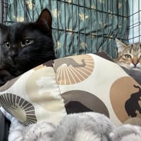 Vivi, kotka do adopcji