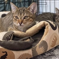Vince, kot do adopcji