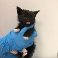 Gale, kot do adopcji