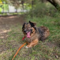 Tofik, pies do adopcji