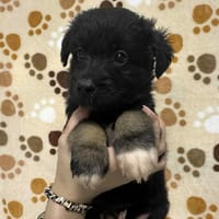 Ariel, pies do adopcji