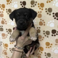 Arthur, pies do adopcji