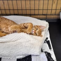 Perun, kot do adopcji