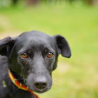 Ajkon, pies do adopcji
