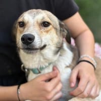 Alvin  Ein junger Sonnenschein, Hund zur Adoption