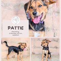 Pattie: Unser Gute-Laune-Paket, Hündin zur Adoption