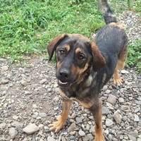 Billysucht seine Menschen🐾🐾, Hund zur Adoption
