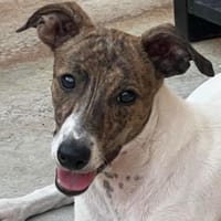 Diva2 sucht ein Zuhause, Hündin zur Adoption