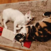 Pauline & Maxi Mama-Sohn Duo, Kater zur Adoption