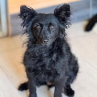 💕Vroni💕sucht ihre Menschen💕🐾💕, Hündin zur Adoption