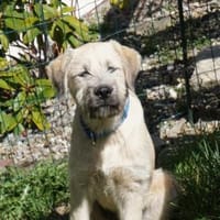 Darf Colin zu Ihnen gehören?, Hund zur Adoption