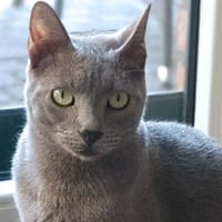 Hübscher Ciclamino sucht sein Zuhause, Kater zur Adoption
