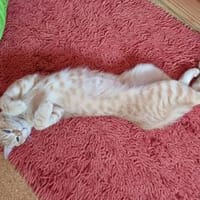 Rosie sucht liebevolles Zuhause, Katze zur Adoption