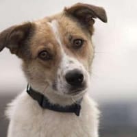 Strolchi - neugieriger Weltentdecker, Hund zur Adoption