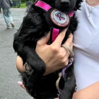Die süße 💕Minka 💕 sucht ihr Zuhause, Hündin zur Adoption