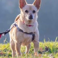 Pixie, Pflegestelle in Niedersachsen, Hündin zur Adoption