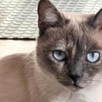 Lebensfrohe Minu sucht Zuhause, Katze zur Adoption
