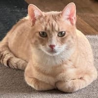 Geretteter Mozart sucht Zuhause, Kater zur Adoption