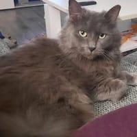 Olivia möchte bei Ihnen einziehen, Katze zur Adoption
