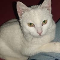 Junger Blanco sucht sein Zuhause, Kater zur Adoption