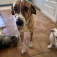 ANTON - hübscher Rüde sucht seinen Platz, Hund zur Adoption