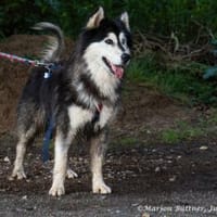 Aris ist sehr lieb und Menschenbezogen, Hund zur Adoption