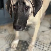 Lia Angel - Die süße Träumerin, Hündin zur Adoption