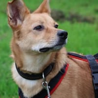 ERIKA - junge, verträgliche Hündin 💖, Hündin zur Adoption