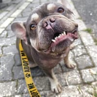 Chico - ein Sonnenschein, Hund zur Adoption