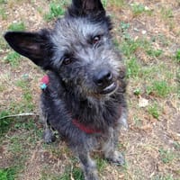 Hänno - hat Traumhundpotenzial, Hund zur Adoption