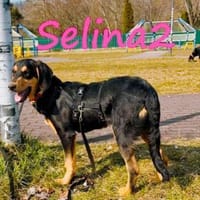 Selina 2 Traumhund sucht Dich 9/24 DE, Hündin zur Adoption