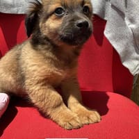 MUFFIN & VILLE❤🐾 suchen ihre Familien, Hund zur Adoption