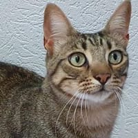 Icaro möchte Zuhause finden, Kater zur Adoption