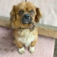 kleiner Herzensbrecher PADDY, Hund zur Adoption