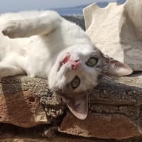 Sonnenschein Mina sucht Zuhause, Katze zur Adoption