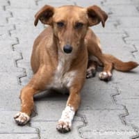 Phia ist sanft und megasüß, Hündin zur Adoption