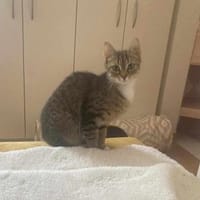 Schüchterne Lilly sucht Familie, Katze zur Adoption