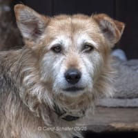 Kenai ist sehr aufmerksam, Hund zur Adoption