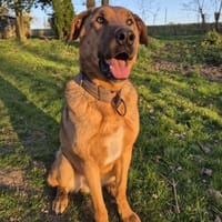 LEGEND - aktiver, freundlicher Rüde, Hund zur Adoption