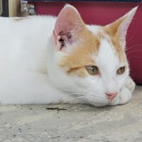 Verschmuster Nikos sucht Zuhause, Kater zur Adoption