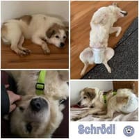 SCHRÖDI -Gnadenplatz gesucht-, Hund zur Adoption