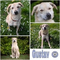 GUSTAV * spezieller Kooperationspartner, Hund zur Adoption