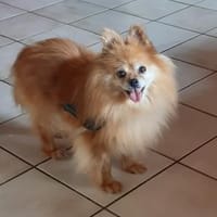Spitzi Bella in 27619 Schiffdorf #, Hündin zur Adoption